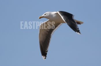 EA265812, Eastpress, Porvoo, Finland